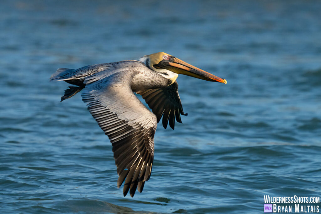 brown pelican in flight over water