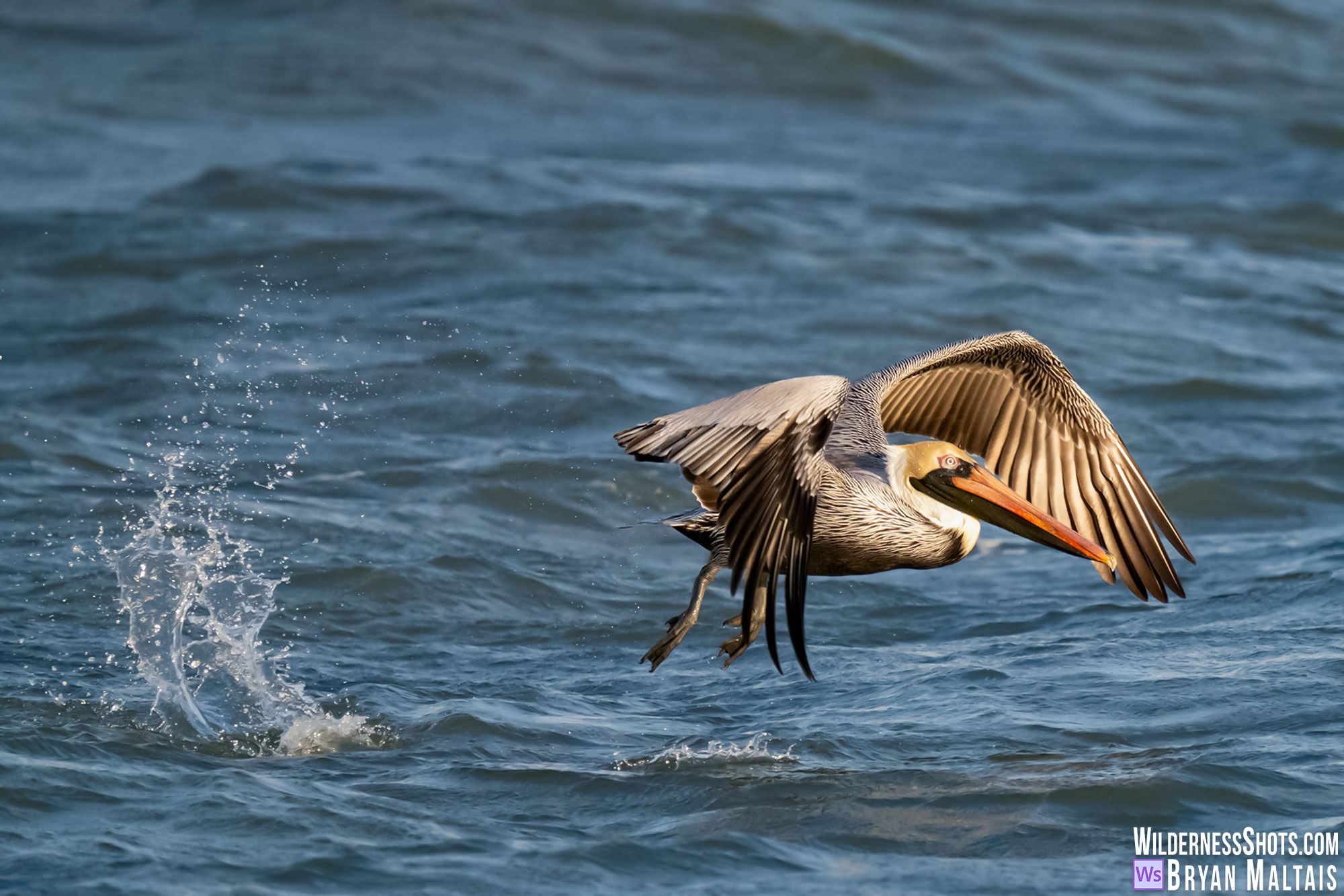 brown Brown Pelican Taking-off, Sebastian FL Photo Print