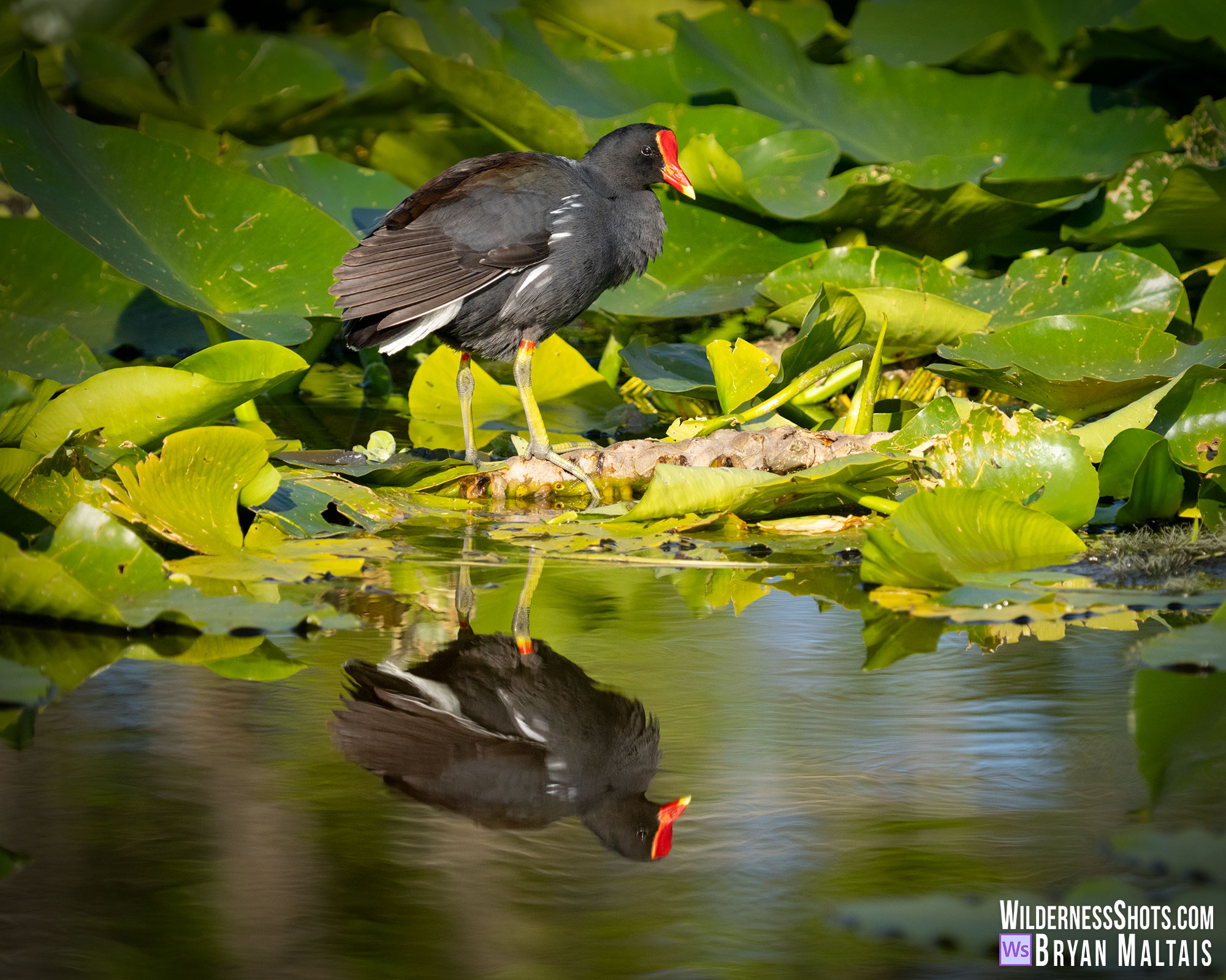 Common Galinule Reflection, Orlando FL Photo Print