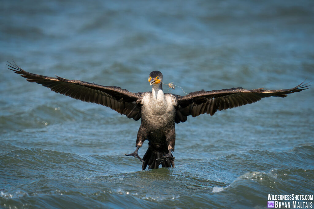 Double-breasted Cormorant with Fishing Lure, Sebastian FL Photo Print
