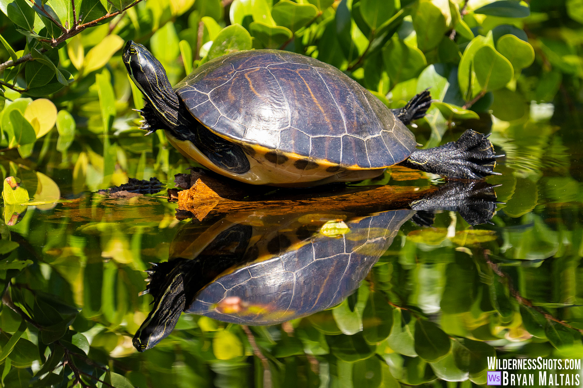 florida cooter