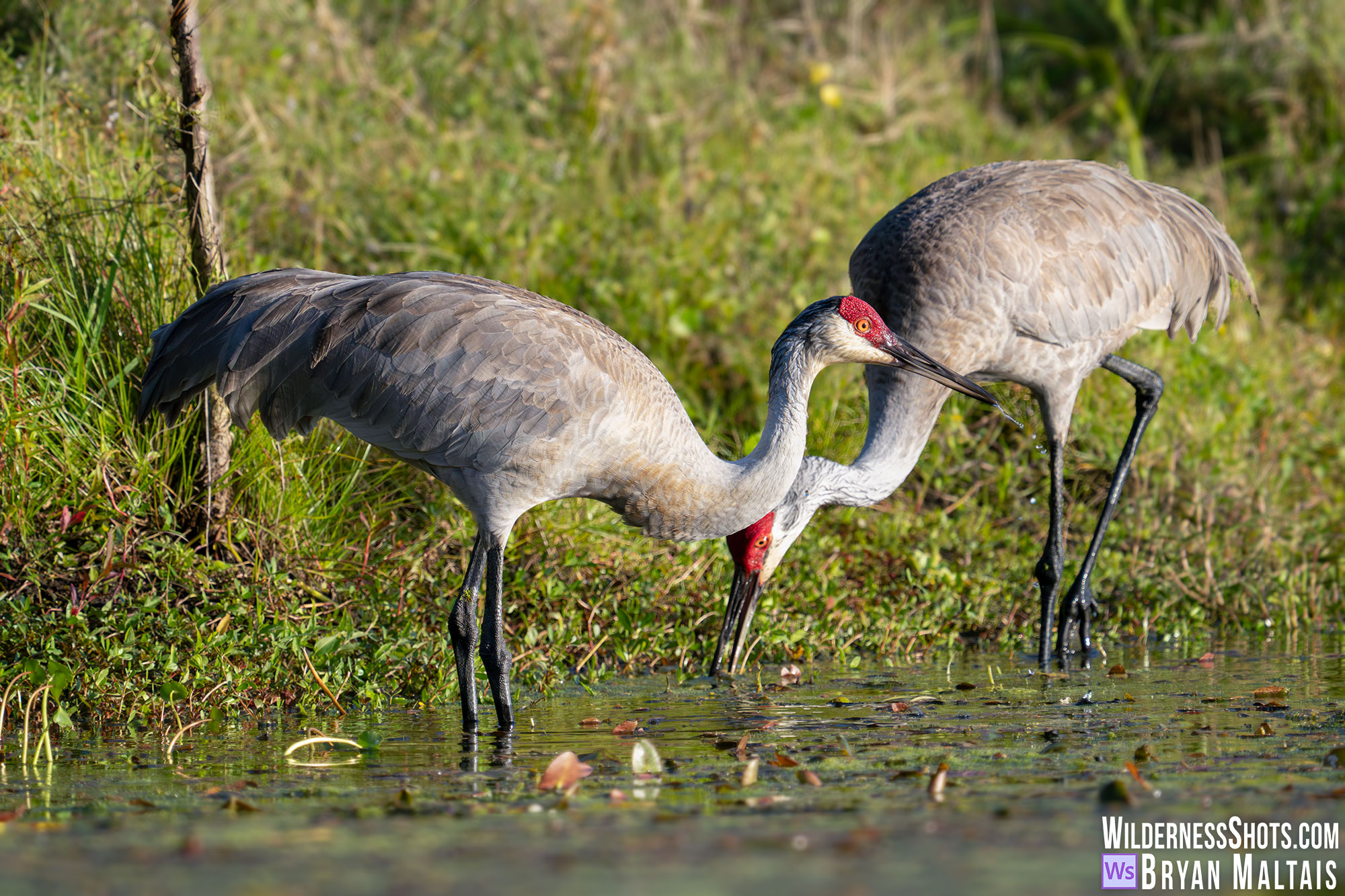 Florida Sandhill Cranes, Orlando photo print