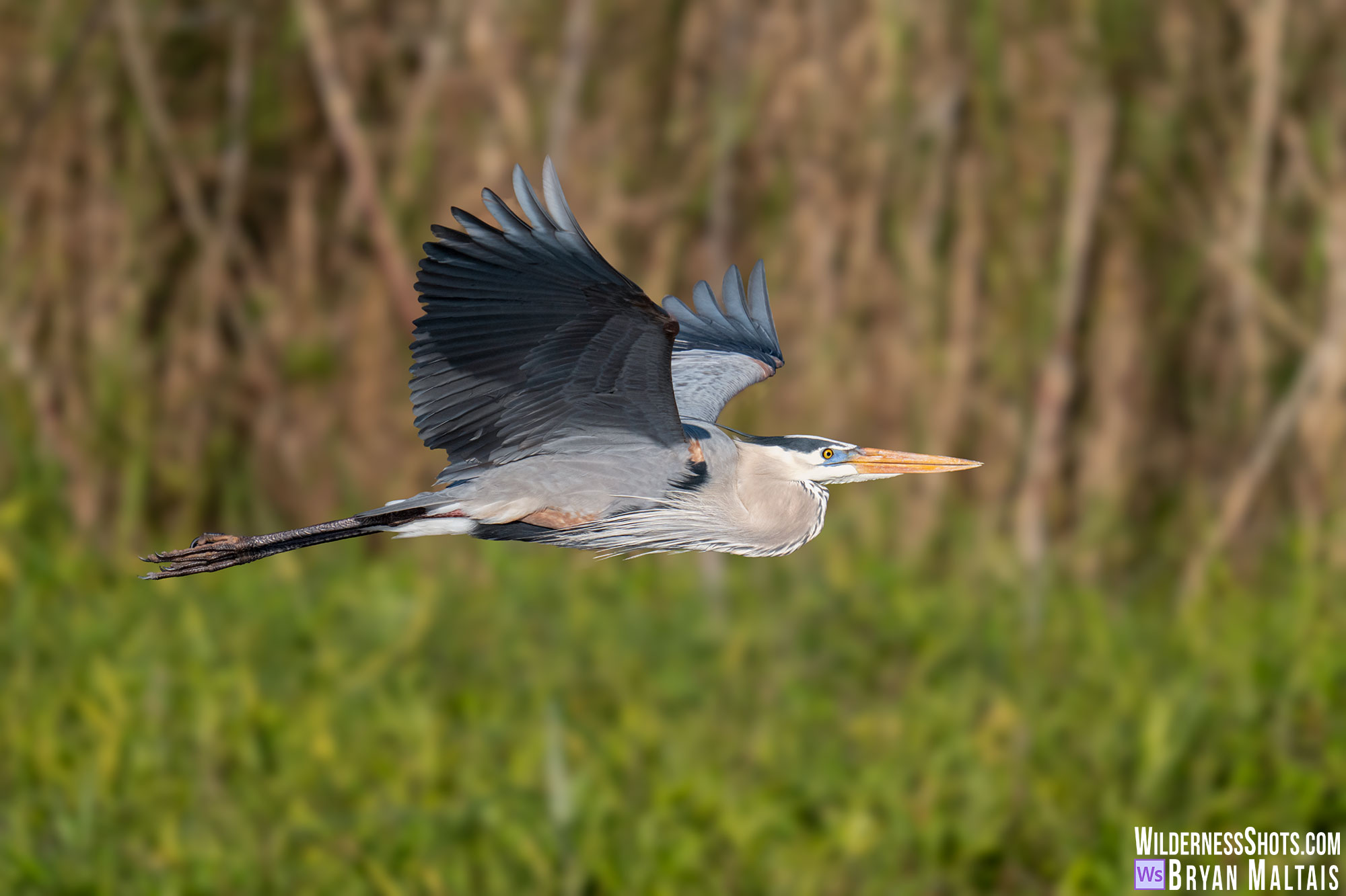 Great Blue Heron in Flight, Sebastian FL Photo Print