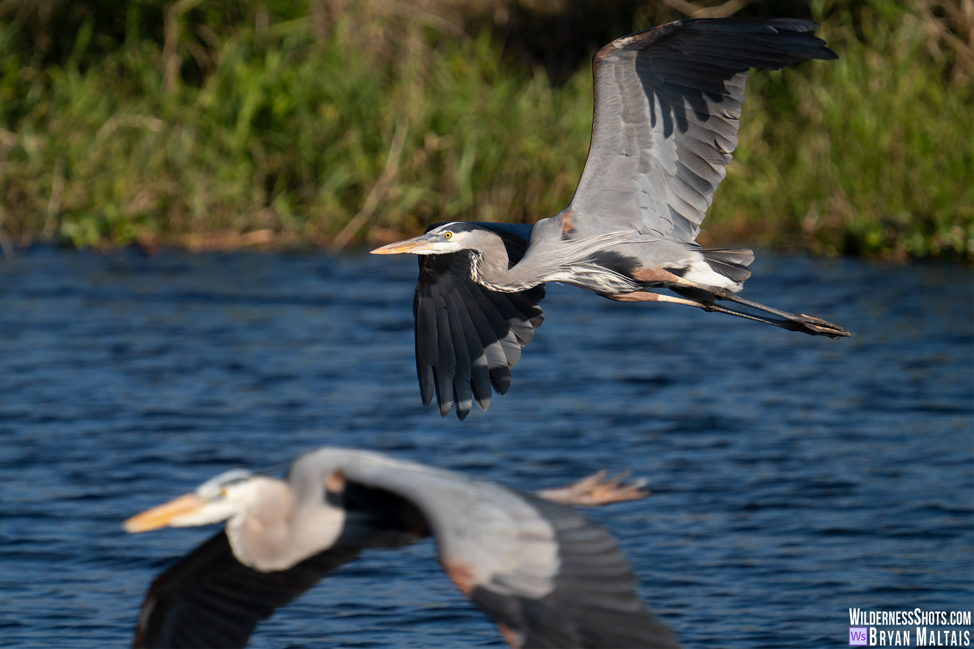 great blue herons in flight sebastian fl photo print