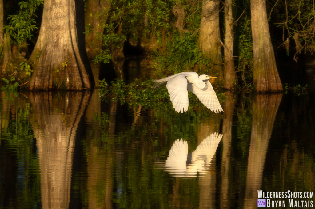 great egret in flight cypress swamp photo print