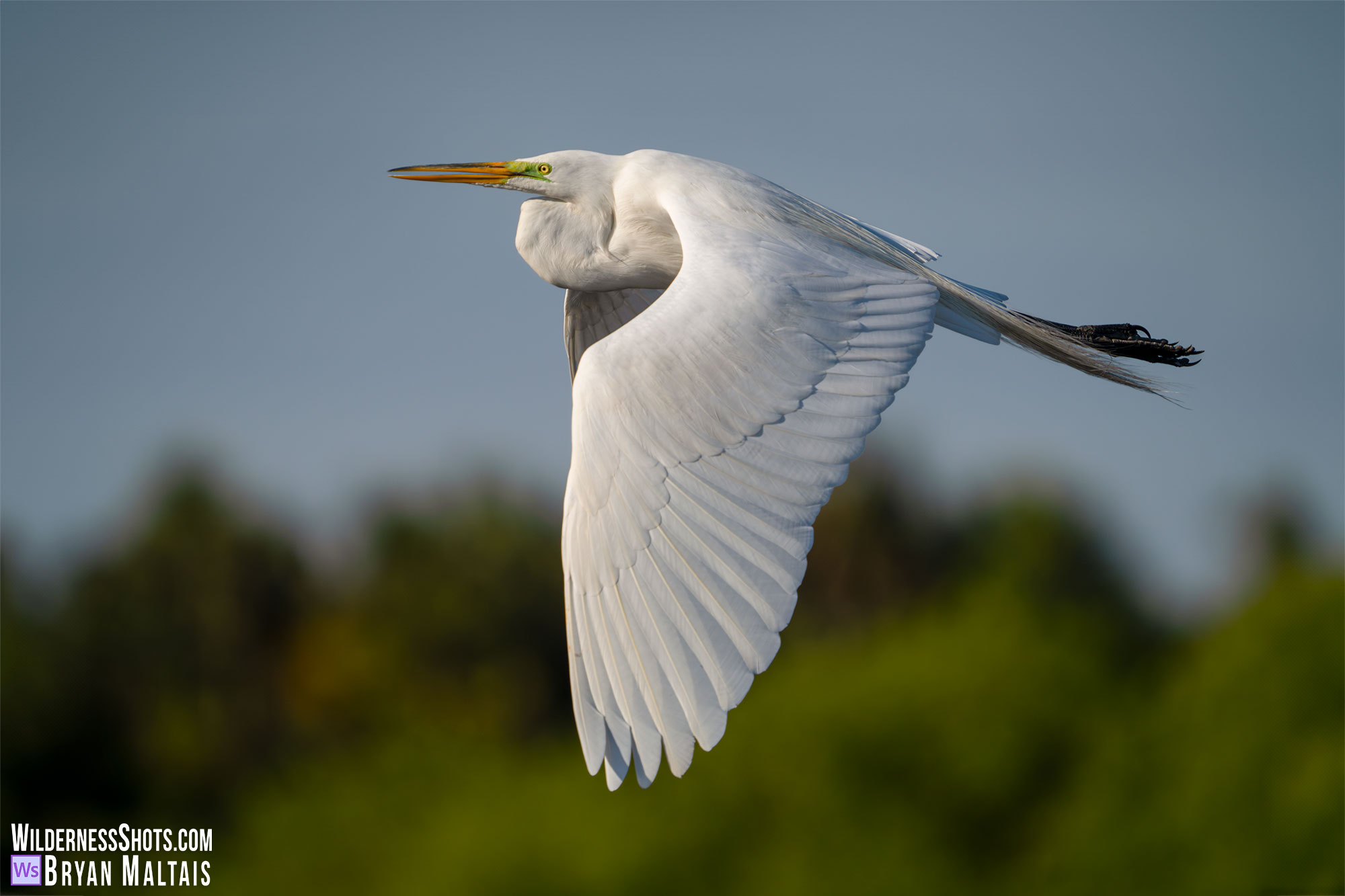 great egret in flight sebastian fl photo print