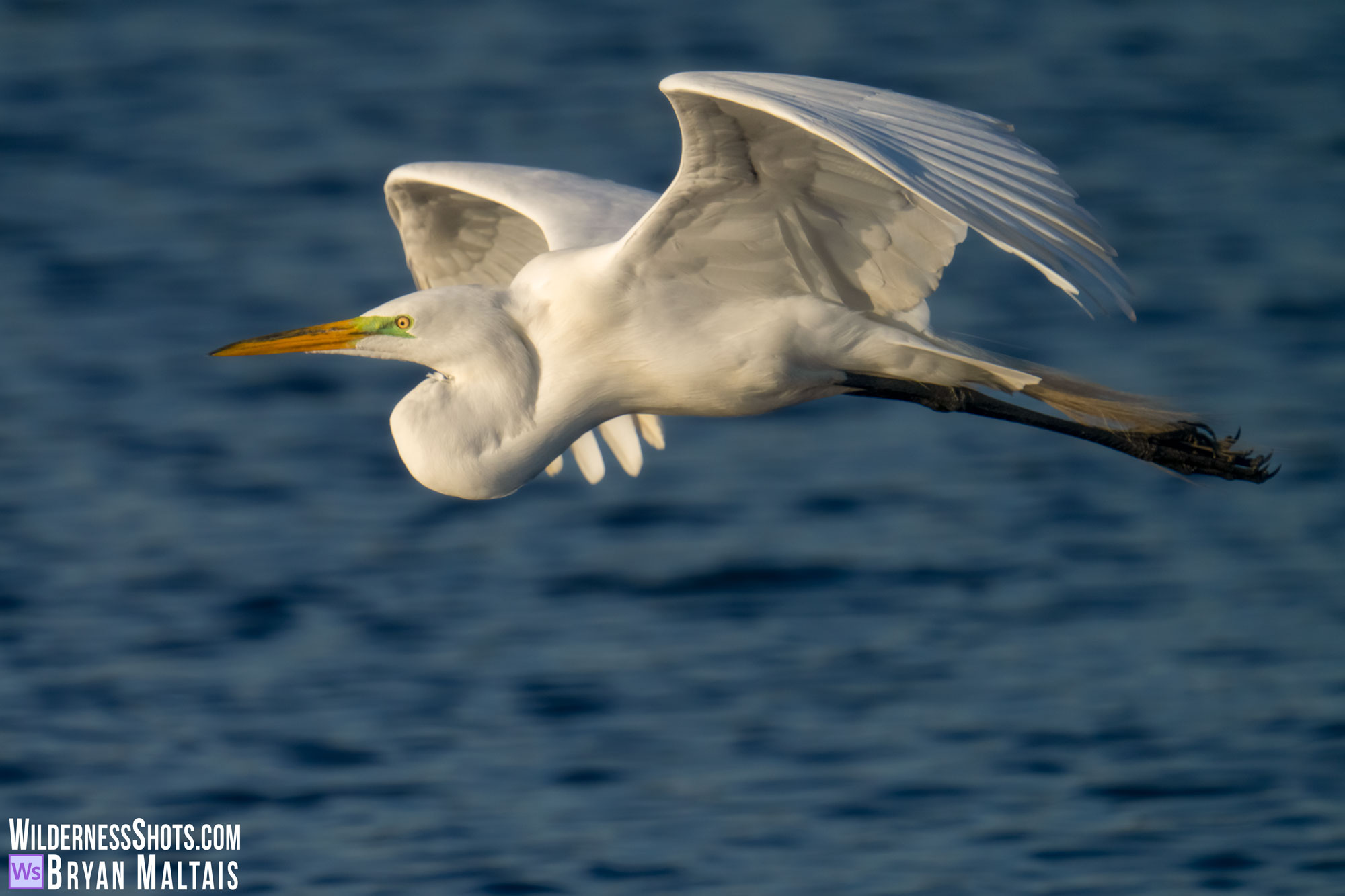 great egret in flight sebastian fl photo print
