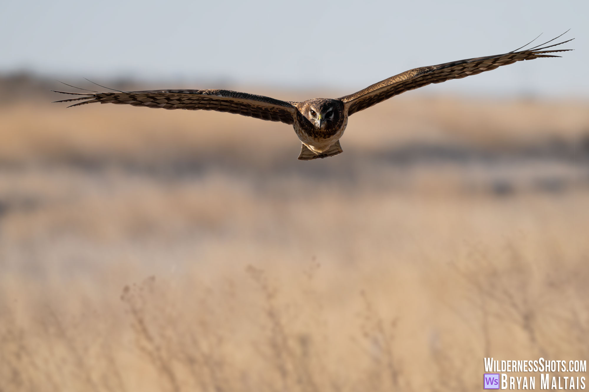 northern harrier fort collins co bird photo print