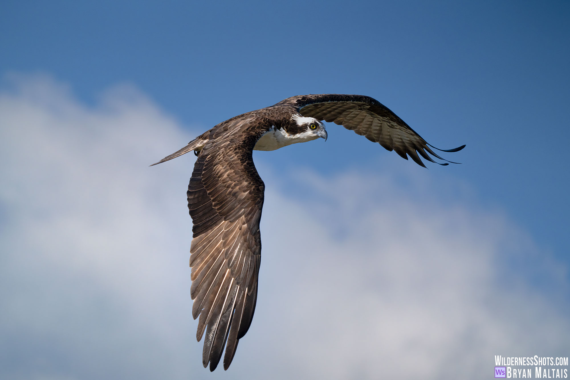 Osprey swooping in orlando florida photo print