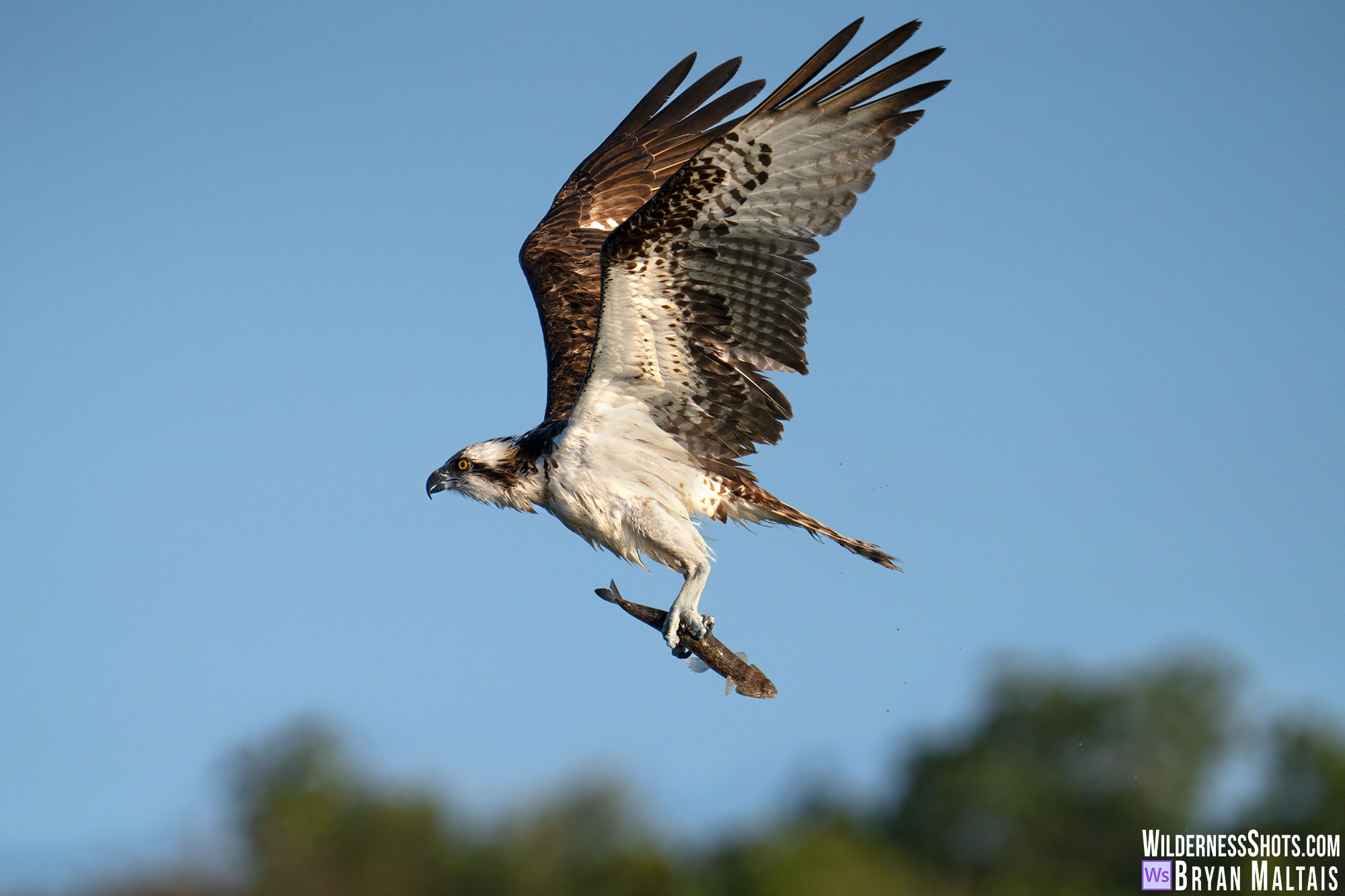 osprey in flight with lizard fish sebastian fl photo print