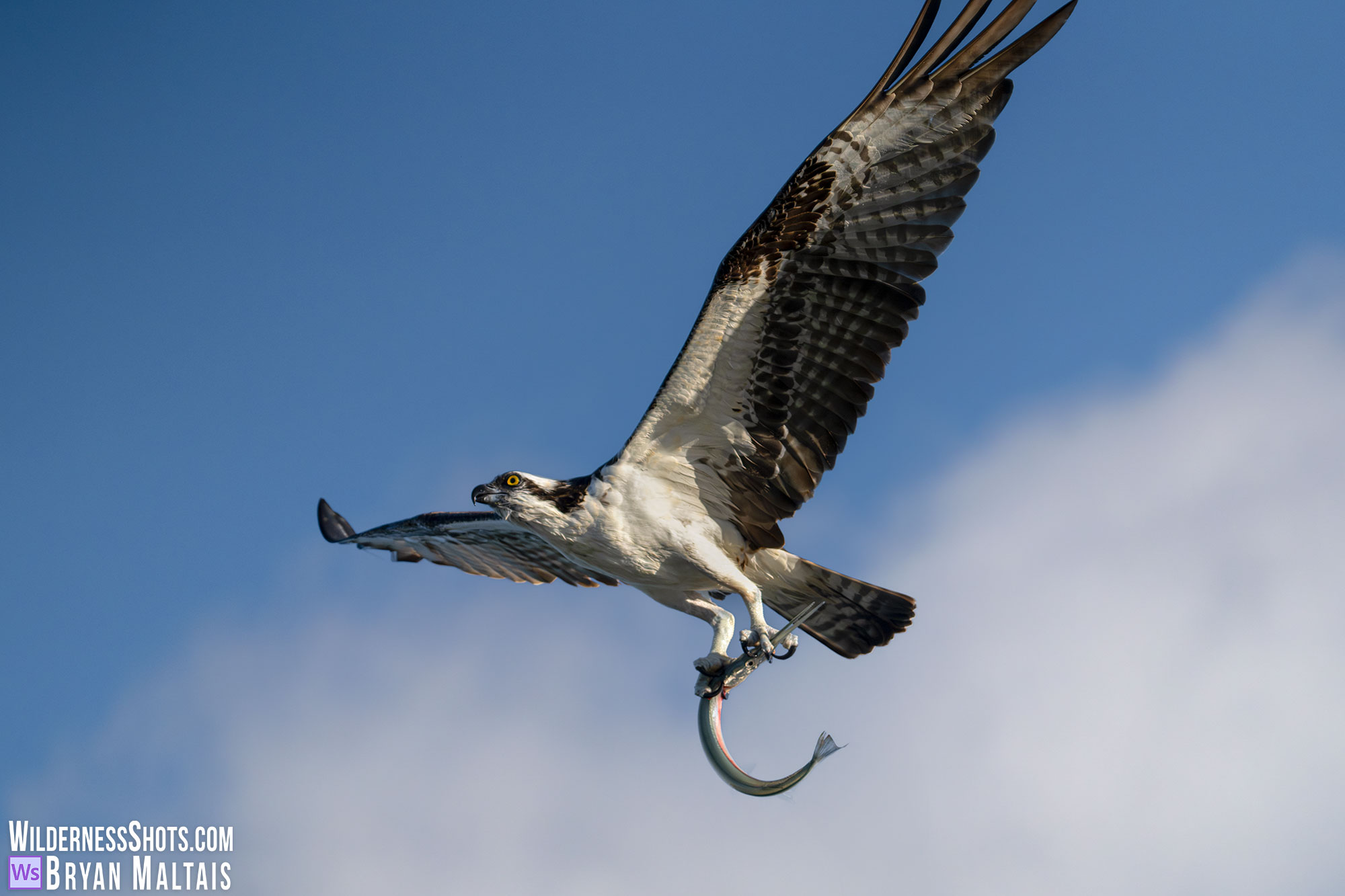 osprey in flight with needle fish sebastian fl photo prints