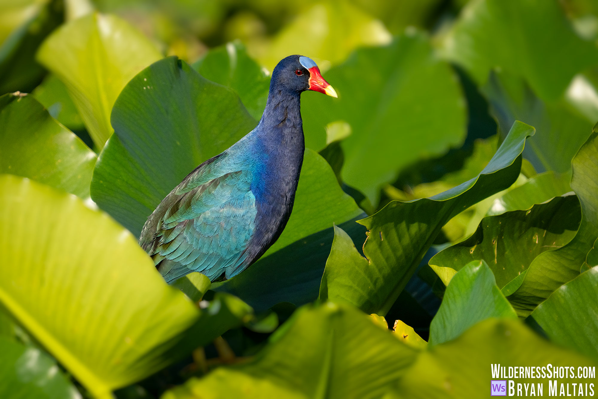 purple galinule orlando florida photo print