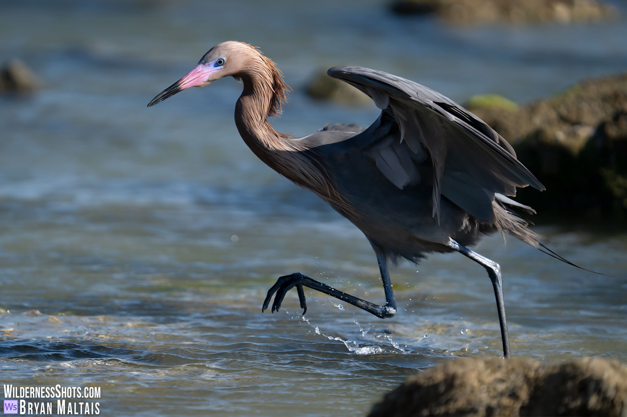 reddish egret running sebastian florida photo print