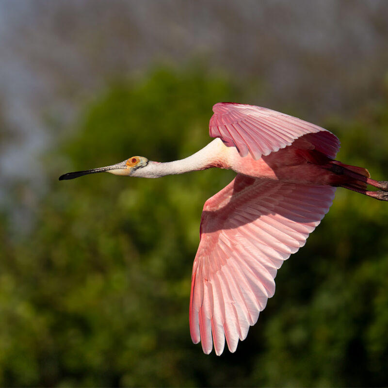 roseate spoonbill in flight orlando fl photo print