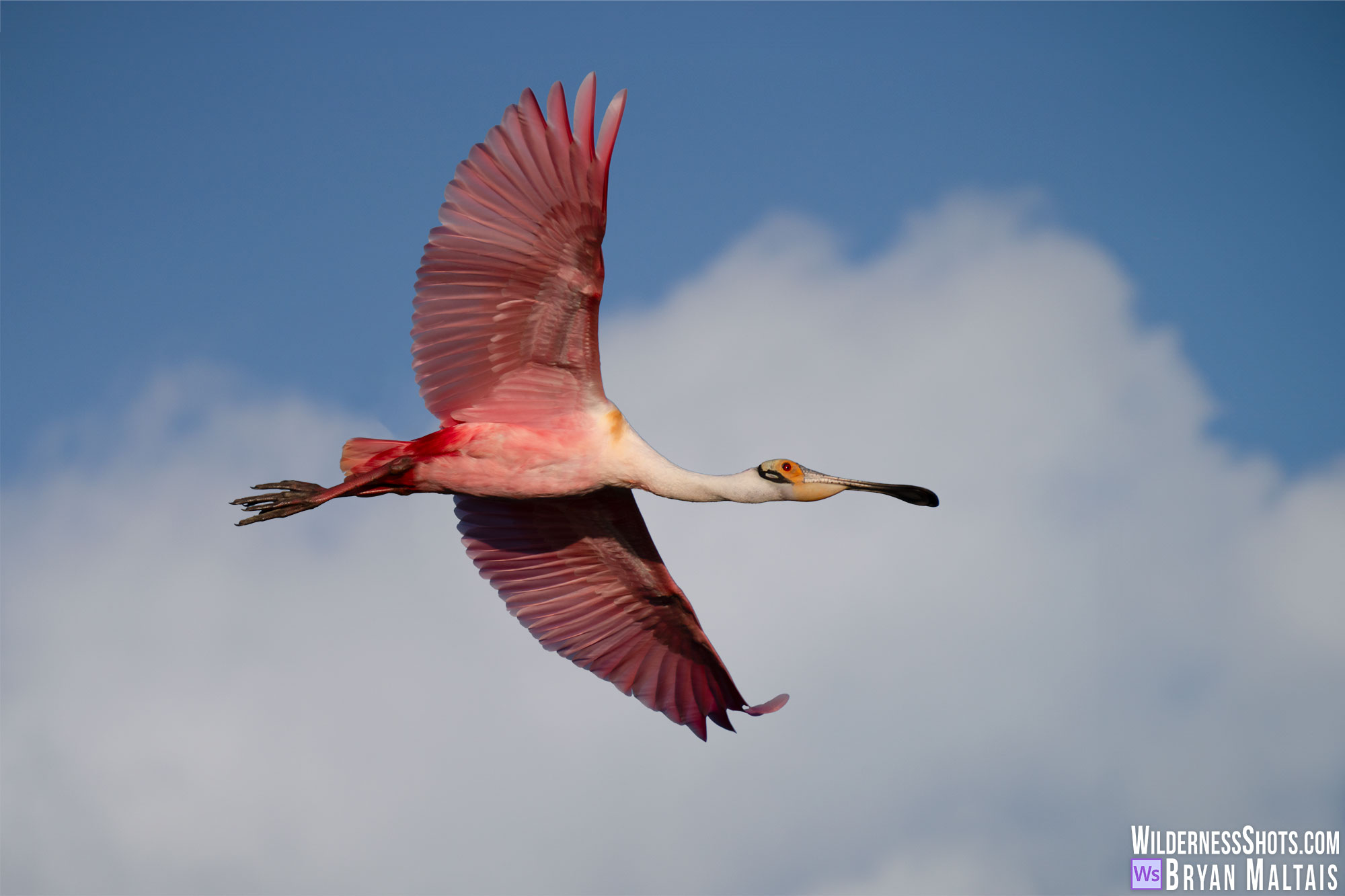 roseate spoonbill in flight sebastian fl photo print