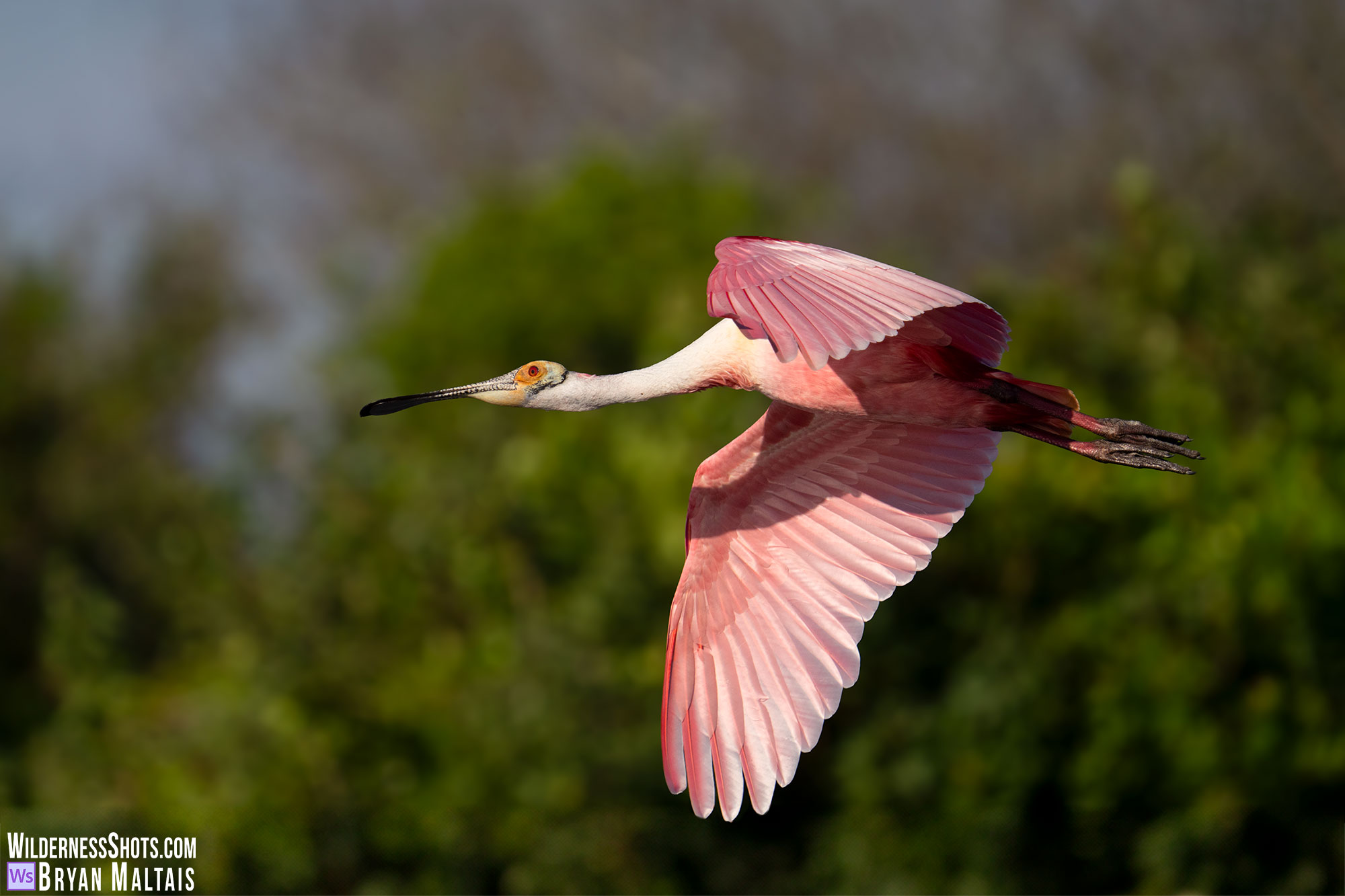 roseate spoonbill in flight orlando fl photo print