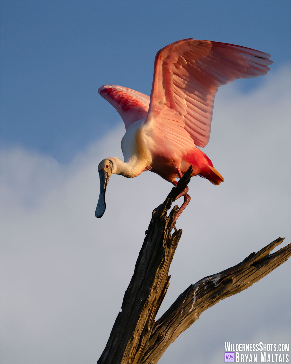 roseatte spoonbill wings spread on branch orlando fl photo print