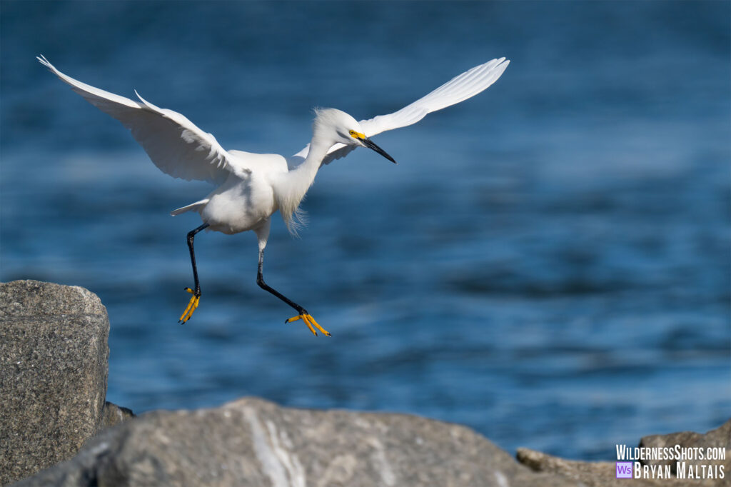 Snow Egret In Flight, Sebastian FL Photo Print