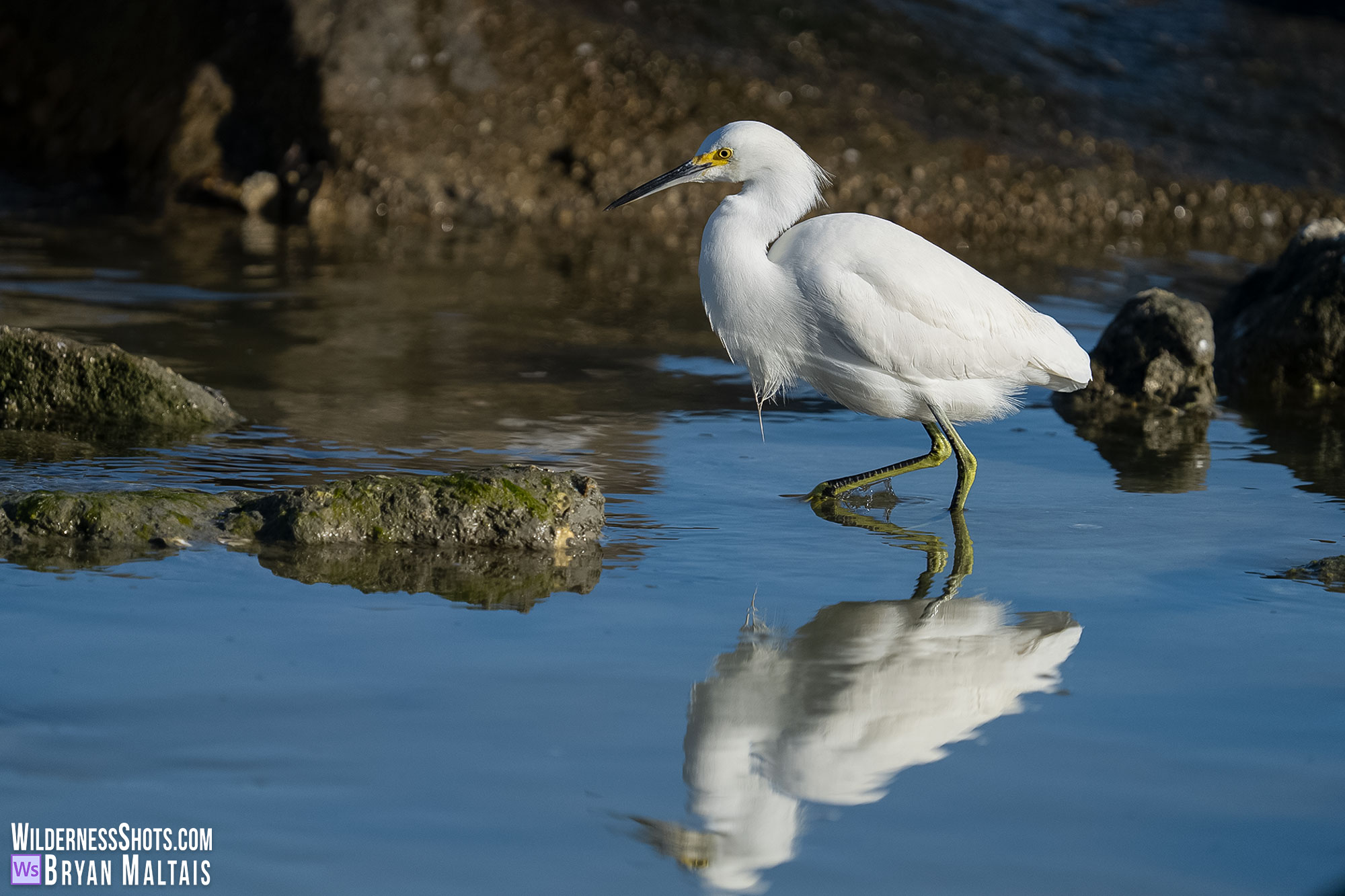 snowy egret reflection sebastian fl photo print