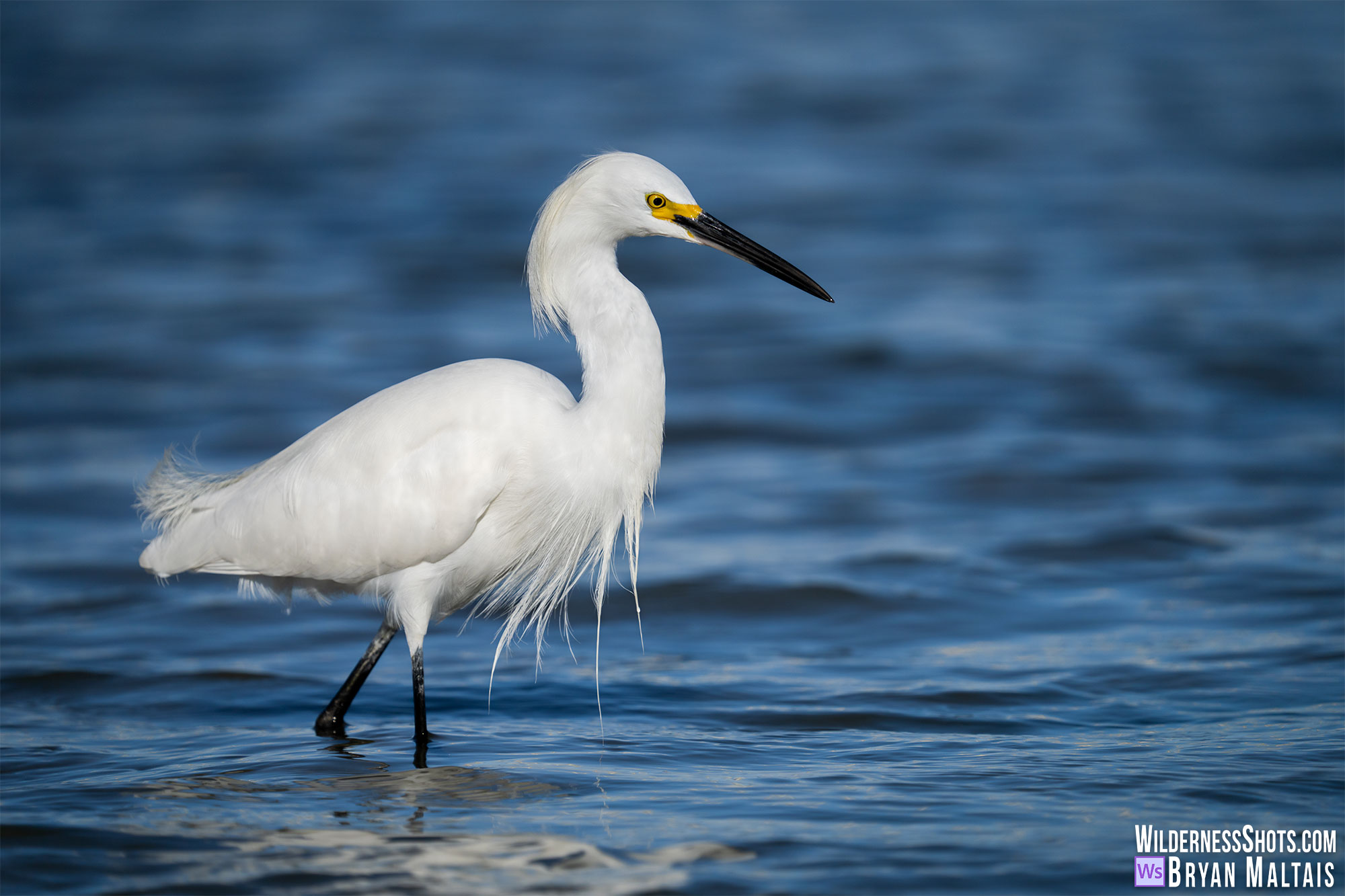 snowy egret wading photo print