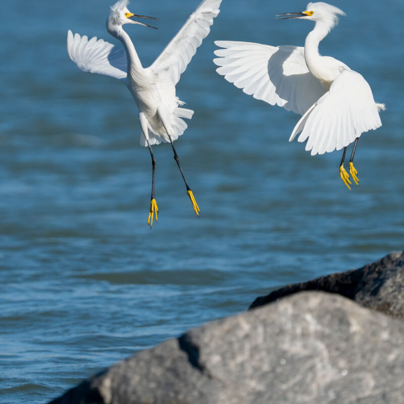 snowy egrets sparring photo print