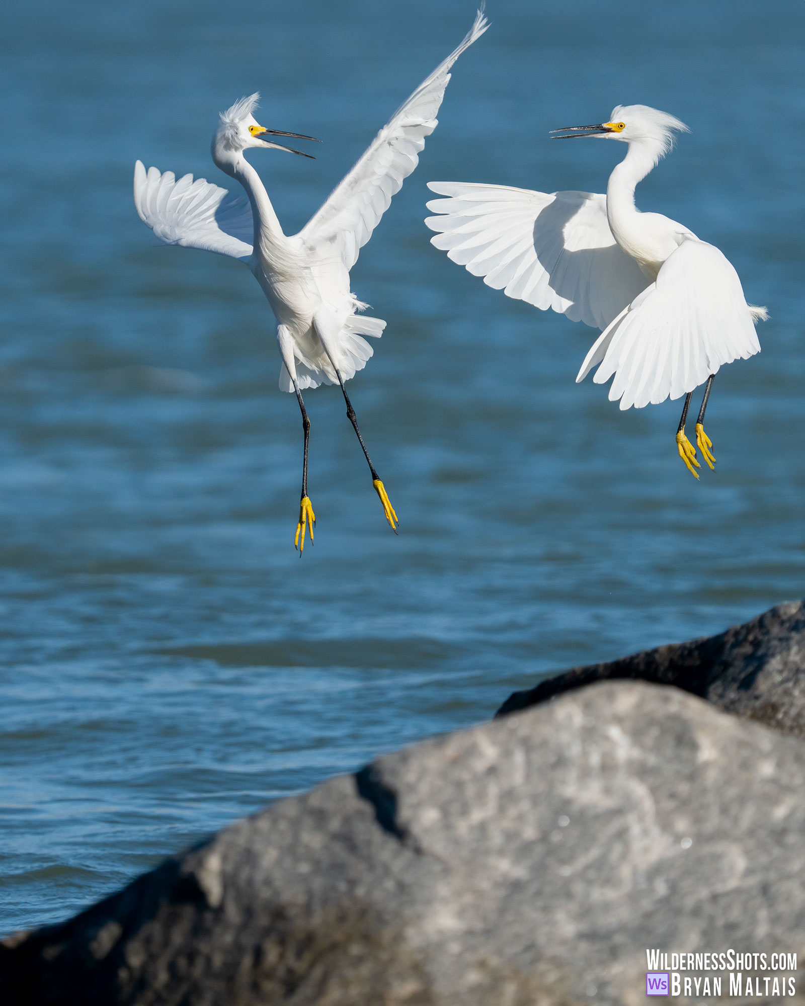 snowy egrets sparring photo print