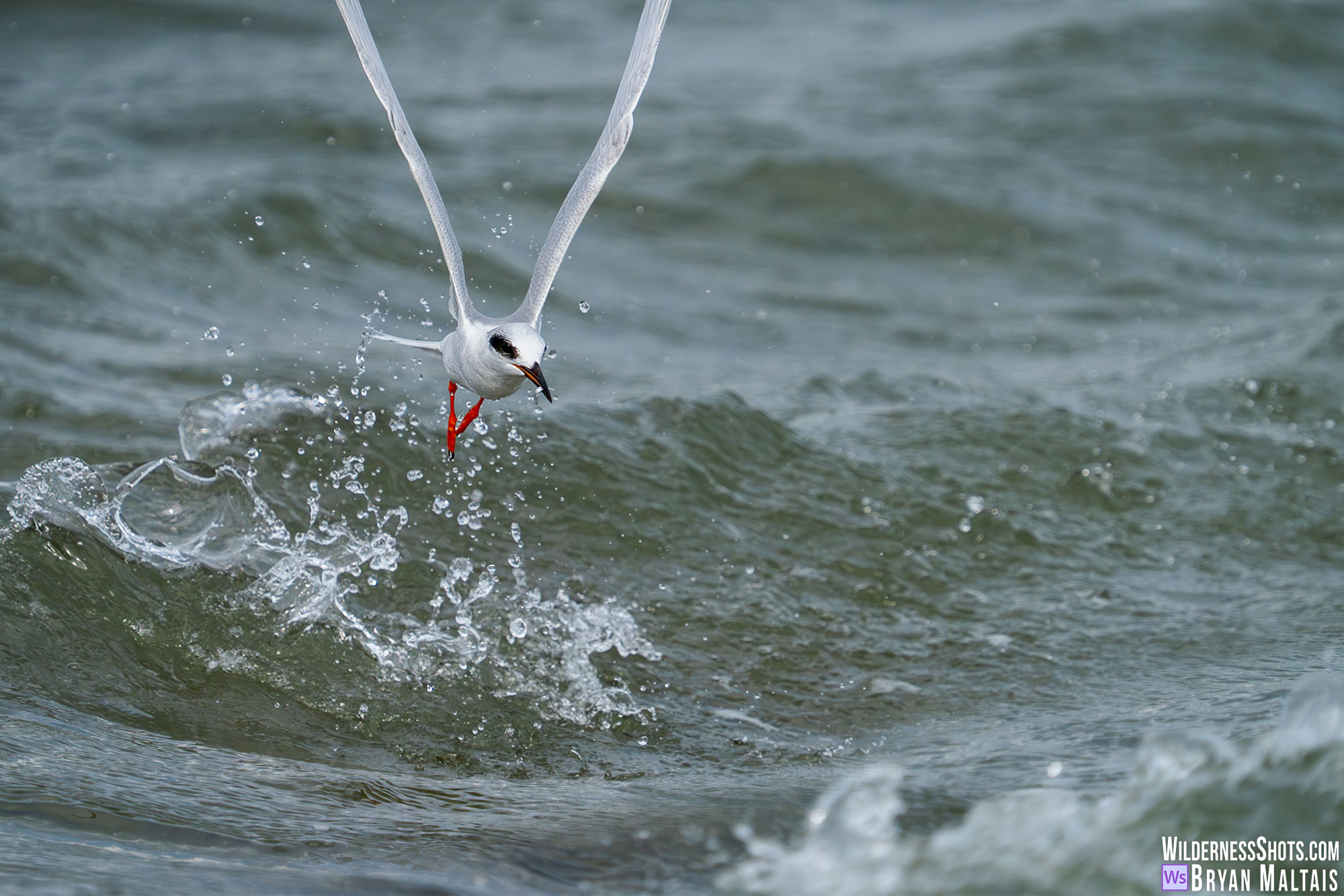 forsters tern catching fish photo print