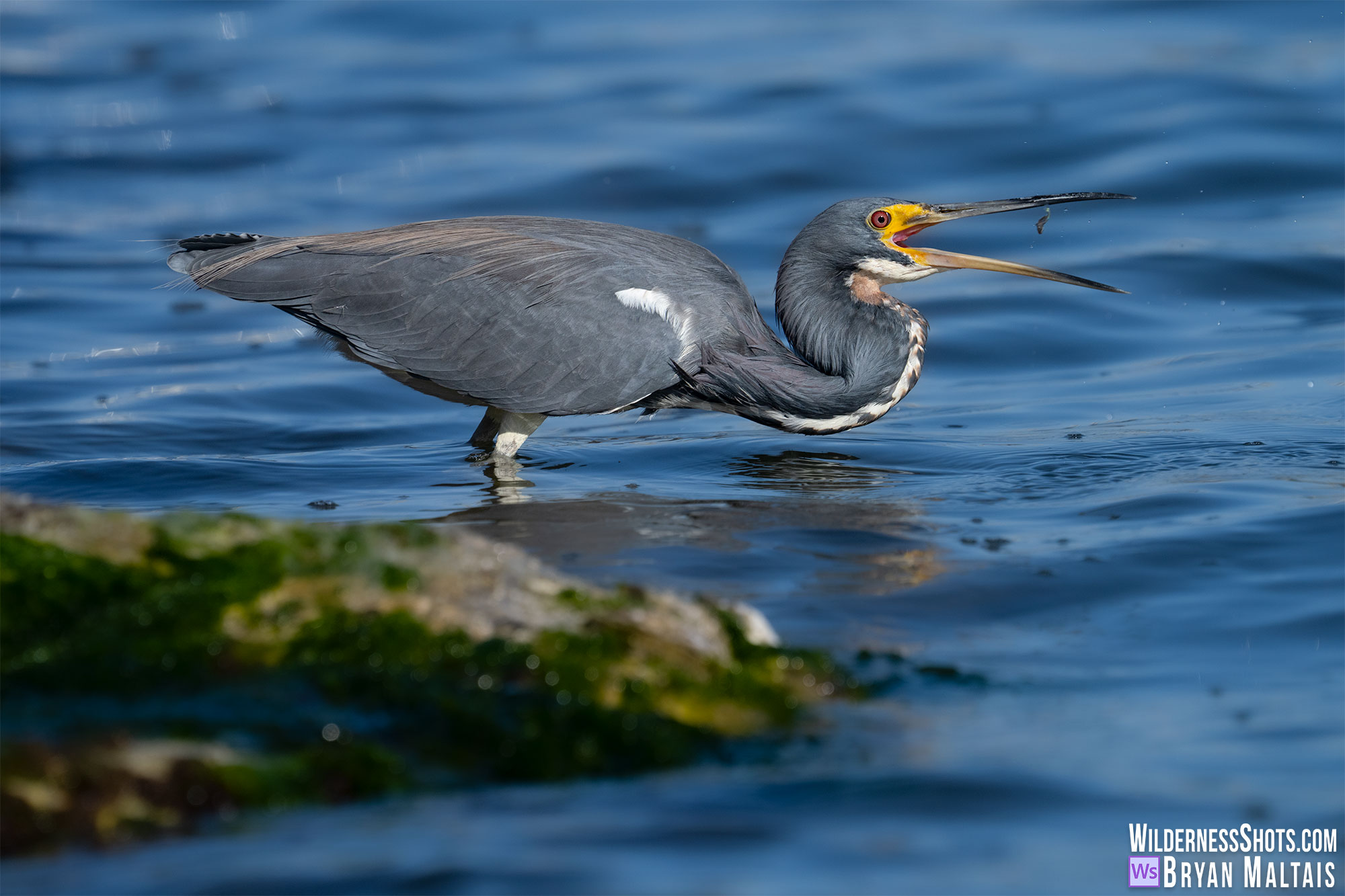 tricolored heron eating fish photo print