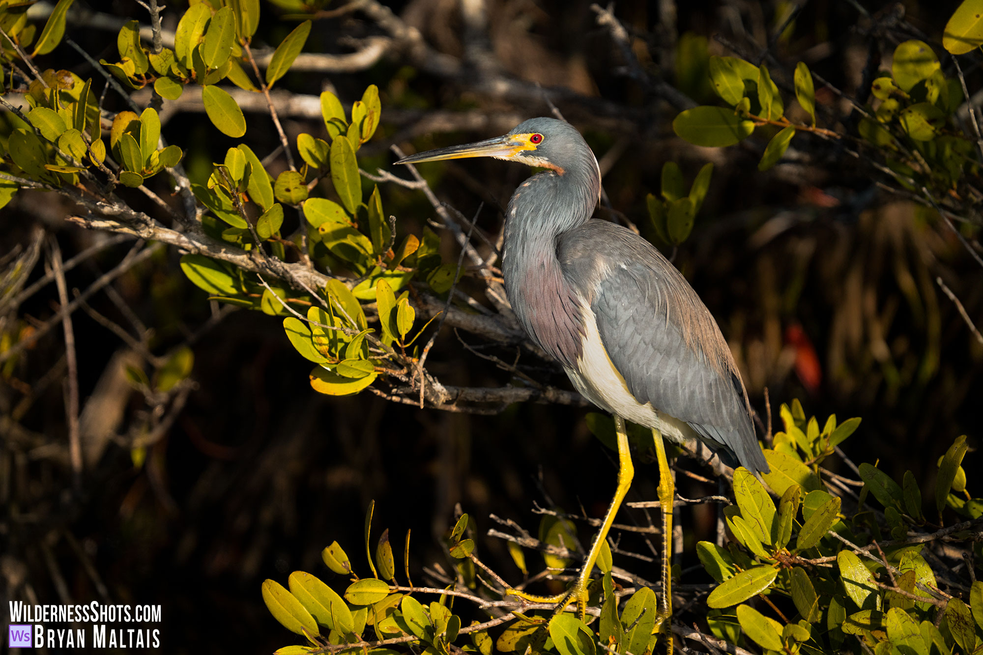 tricolored heron in mangroves photo print