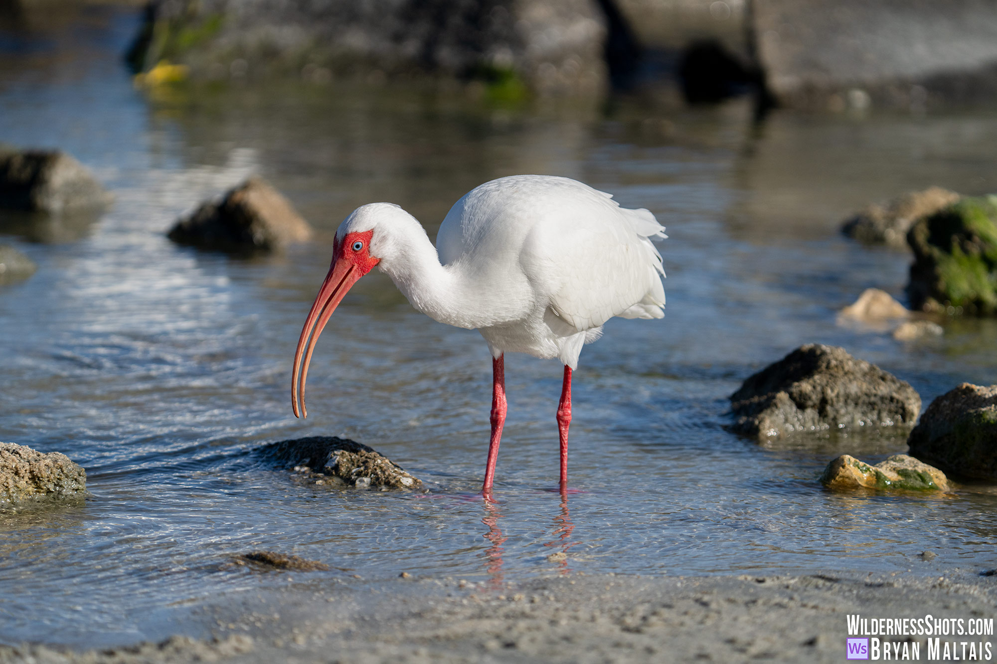 white ibis bird photo print sebastian fl