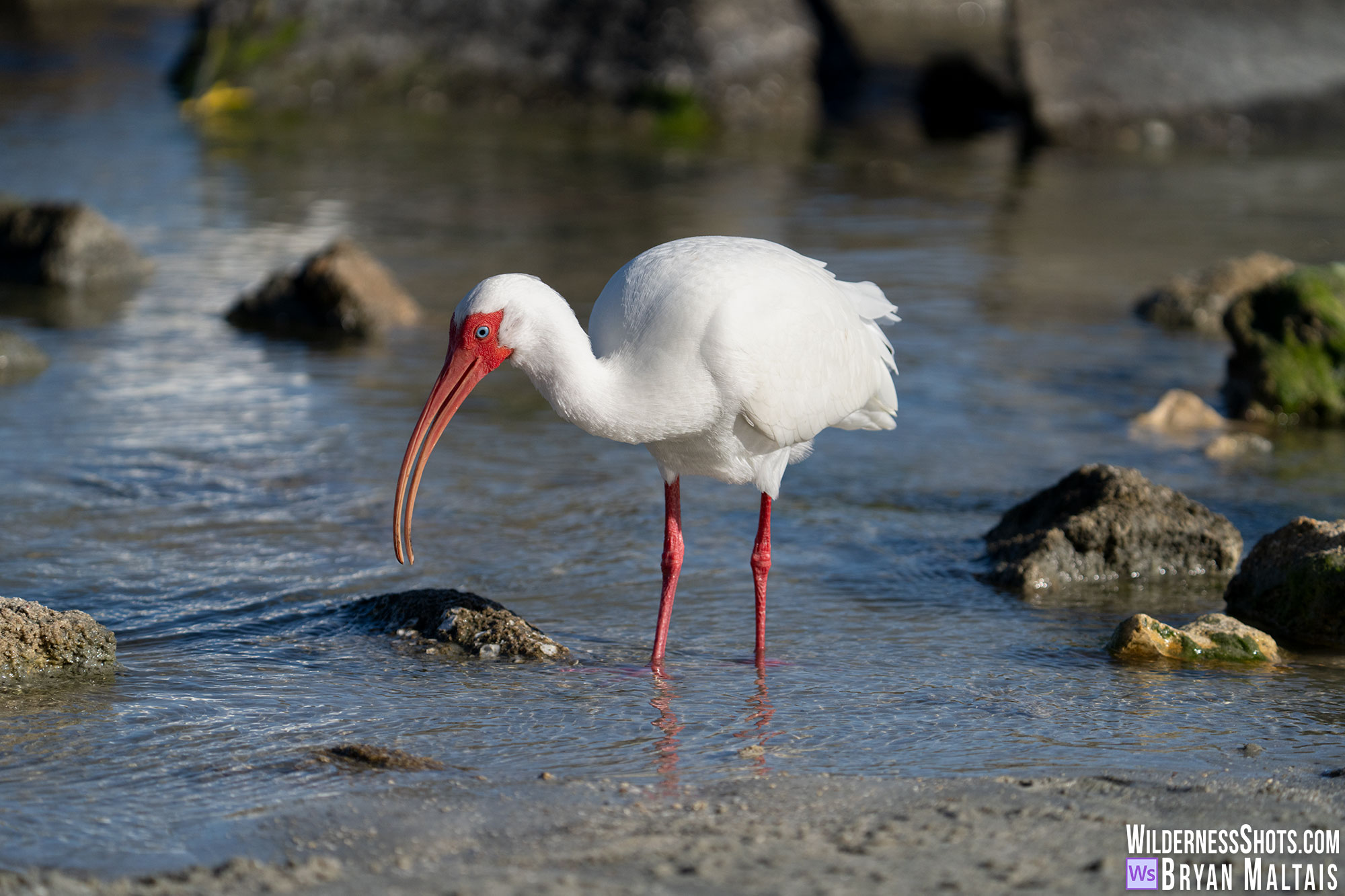 white ibis photo print