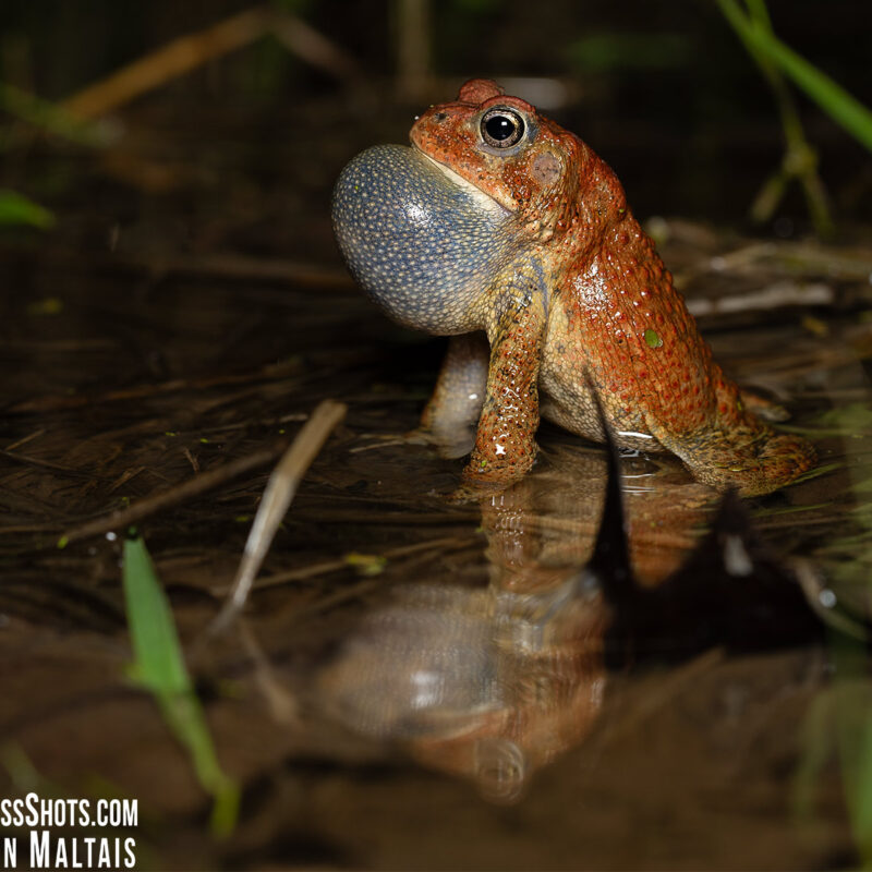 American Toad Inflated Vocal Sack Ballwin MO Photo Print