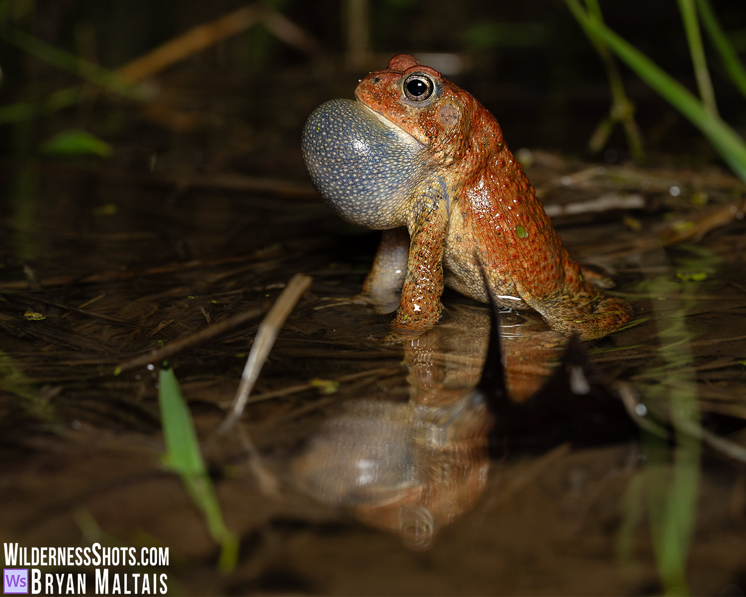 American Toad Inflated Vocal Sack Ballwin MO Photo Print