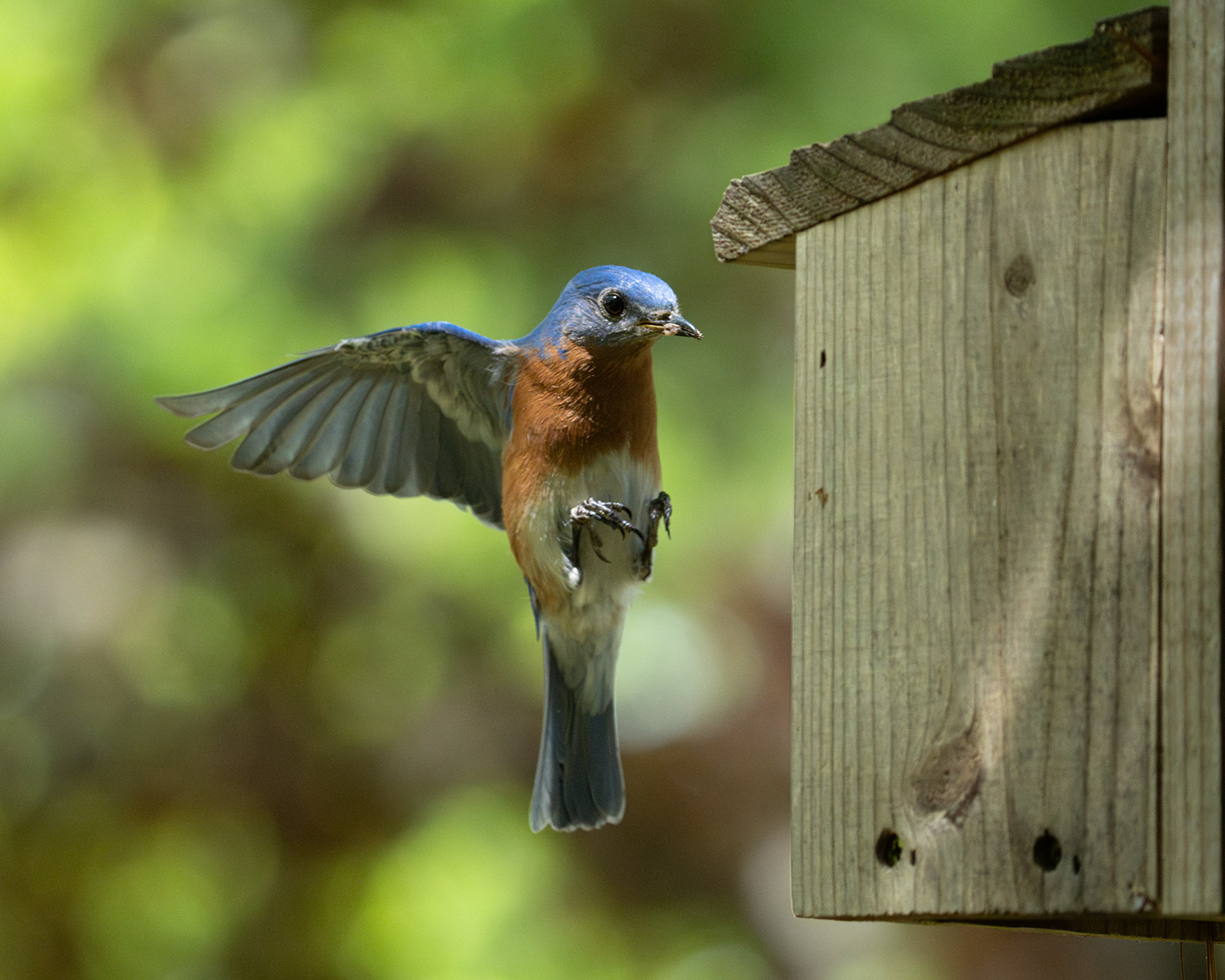 Eastern Bluebird Male Landing on Nest with Food in Beak Photo Print missouri