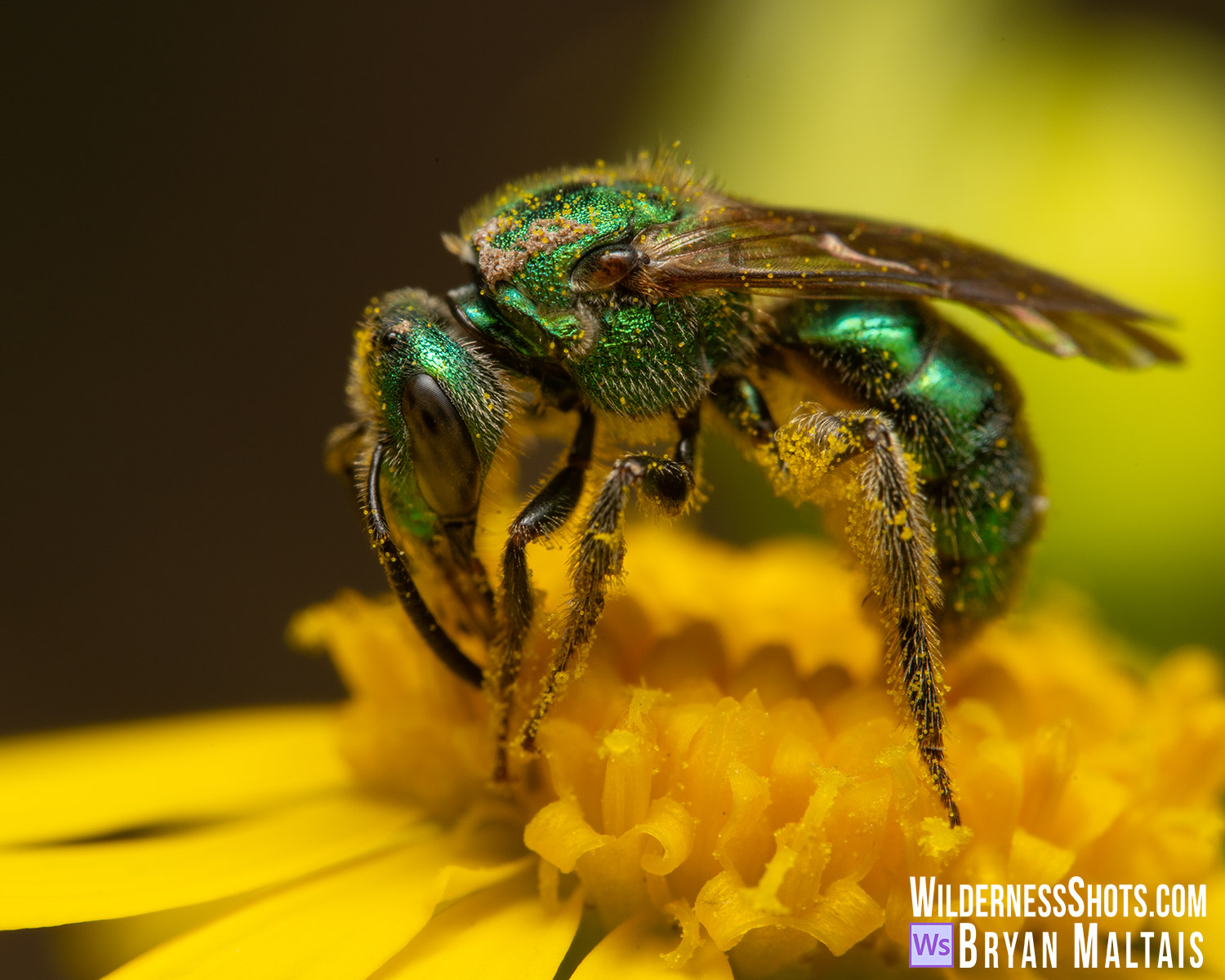Green Sweat Bee Macro Photo Print