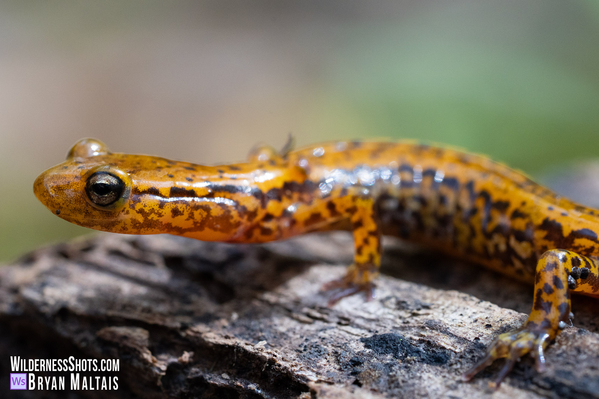 Long-tailed Salamander Photo Print
