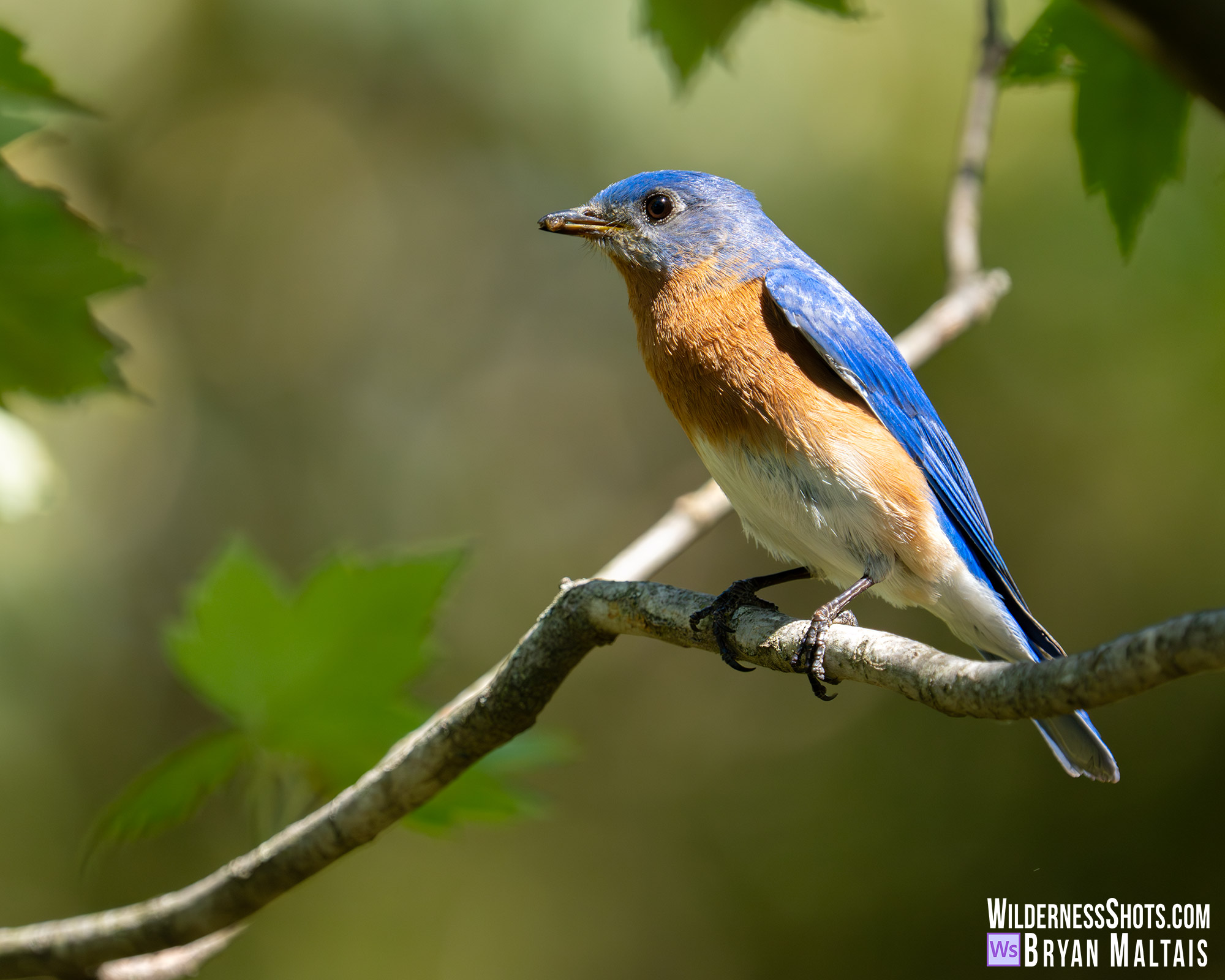 Male Eastern Bluebird Missouri Photo Print