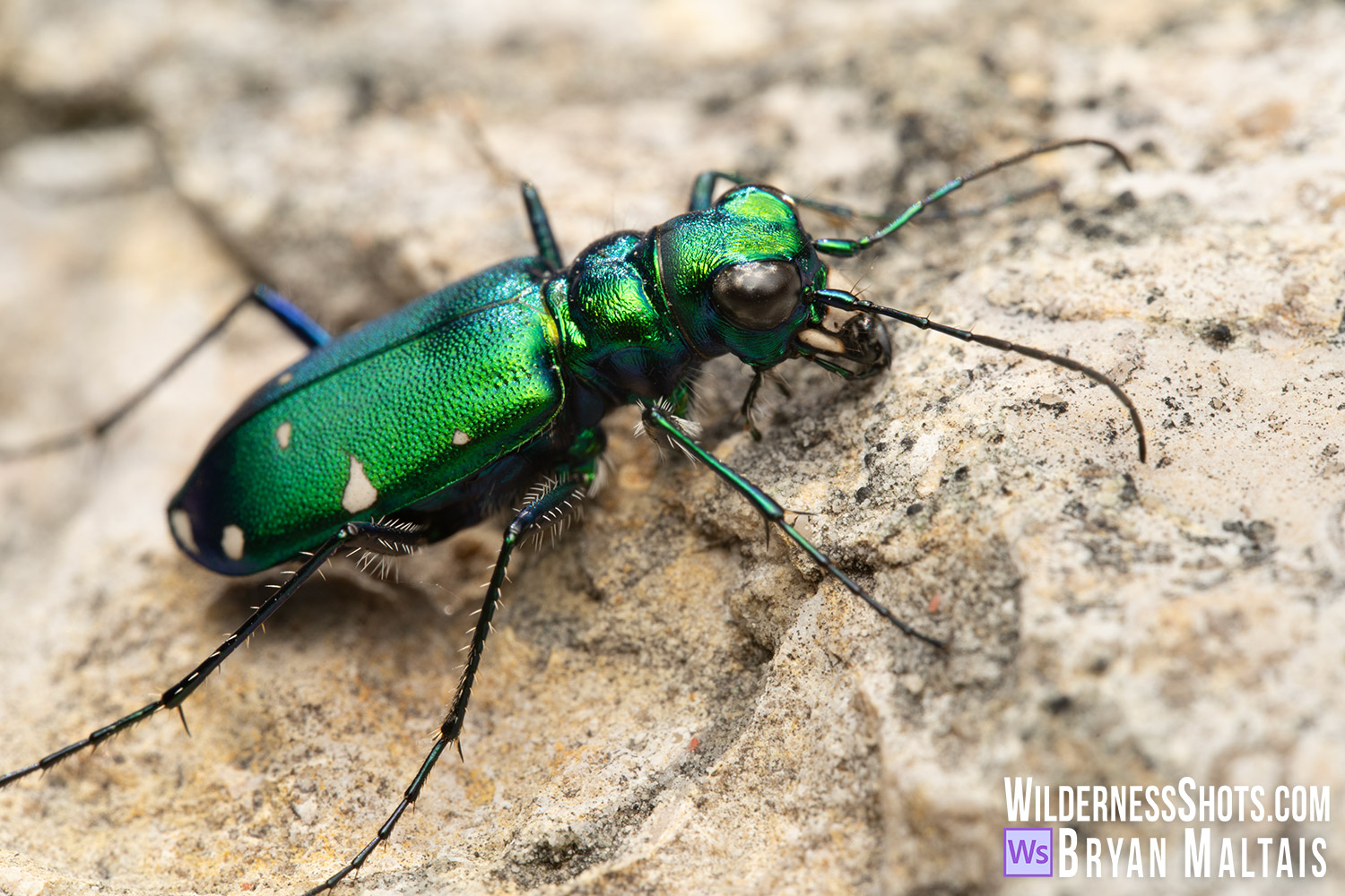 Six-spotted Tiger Beetle Macro Photo Print