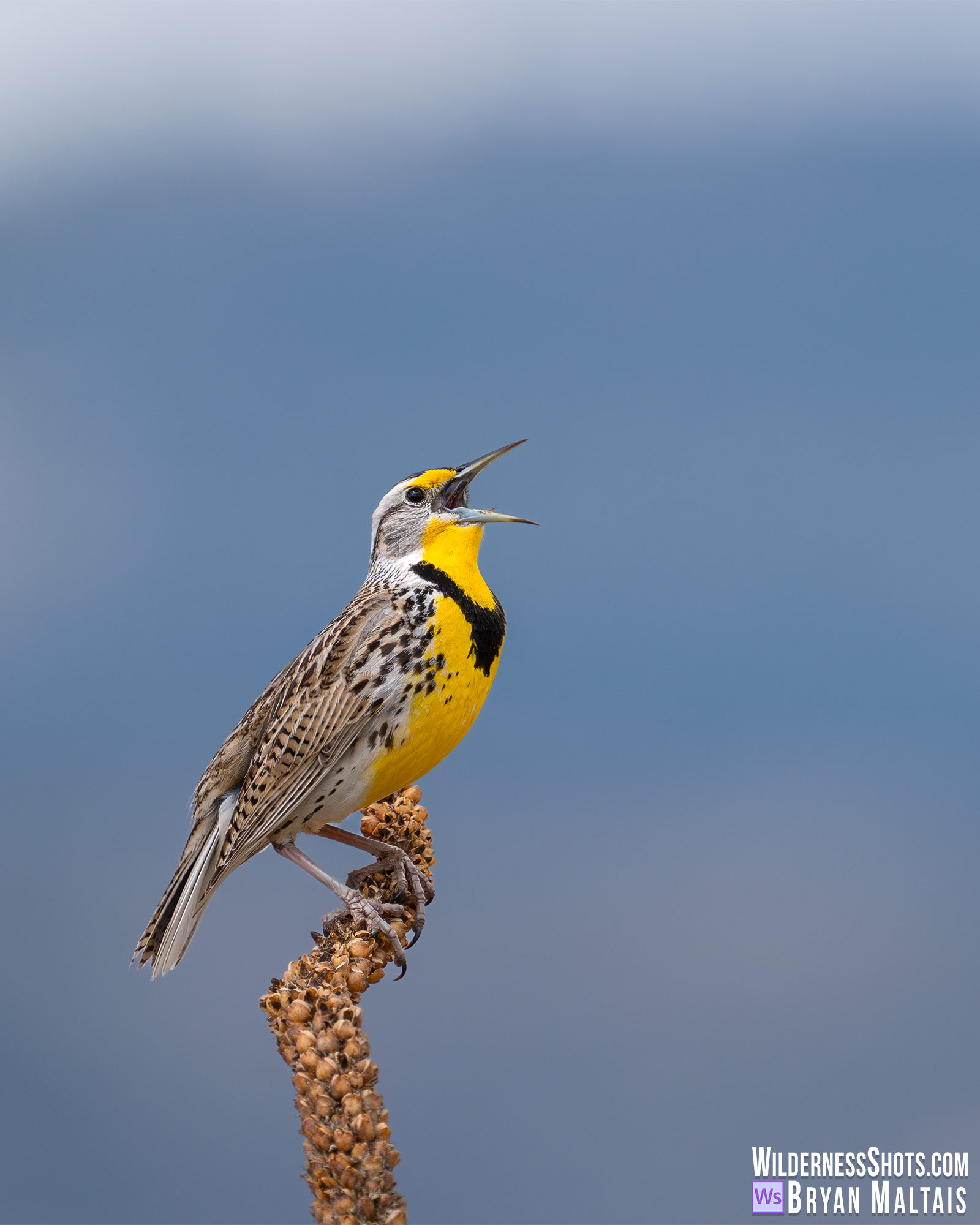 Western Meadowlark Fort Collins Bird Photos