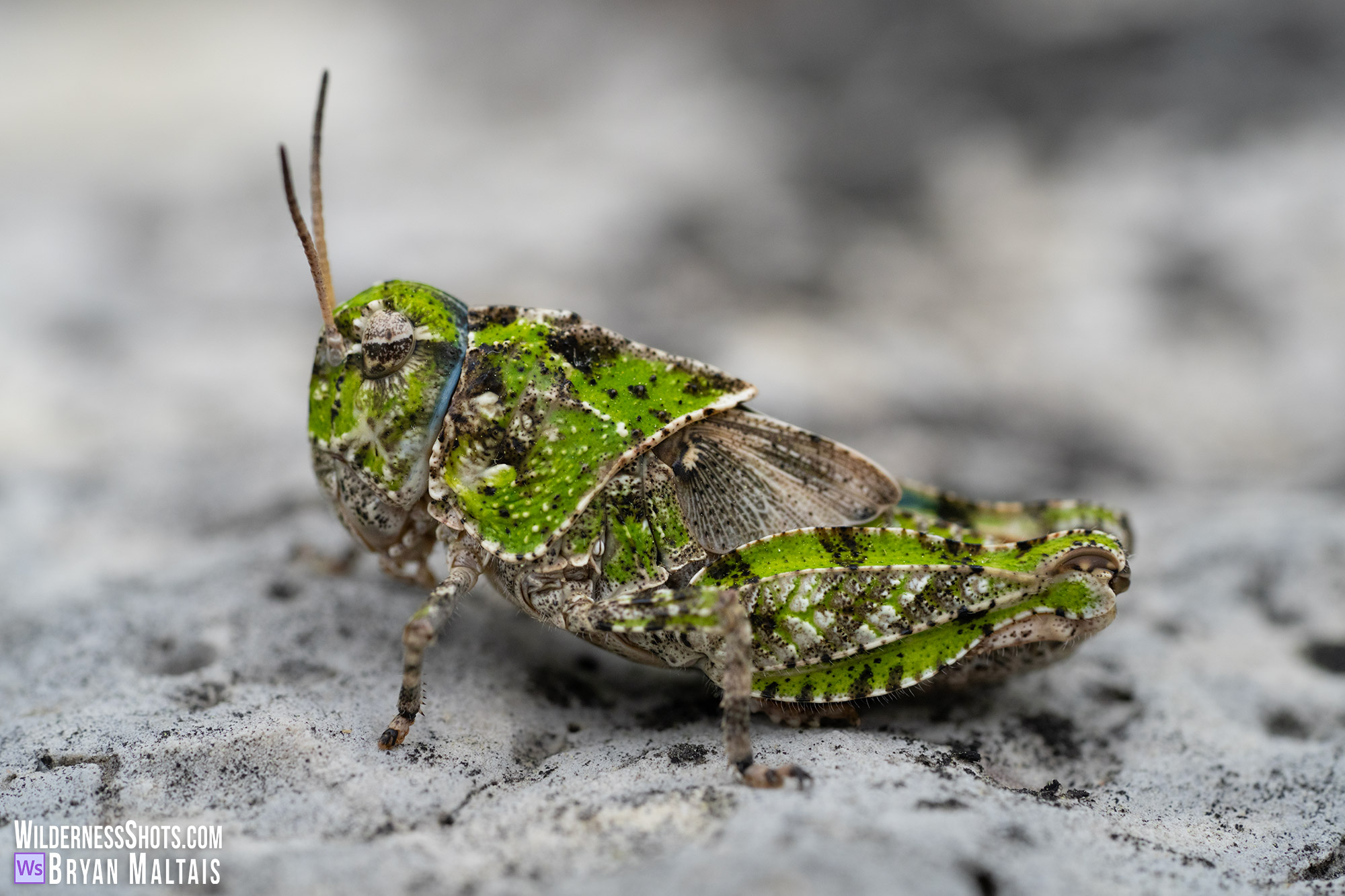 Orange-winged Grasshopper, Missouri insect macro photo