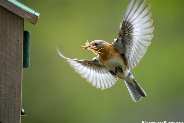 Eastern Bluebird female Building Nest material in beak Missouri Photo Print