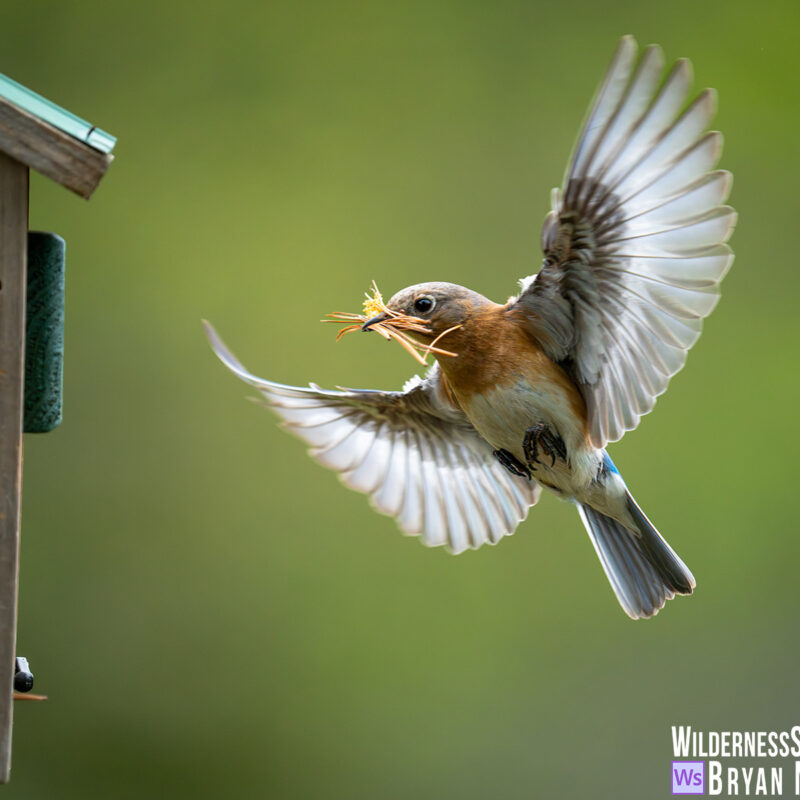 Eastern Bluebird female Building Nest material in beak Missouri Photo Print