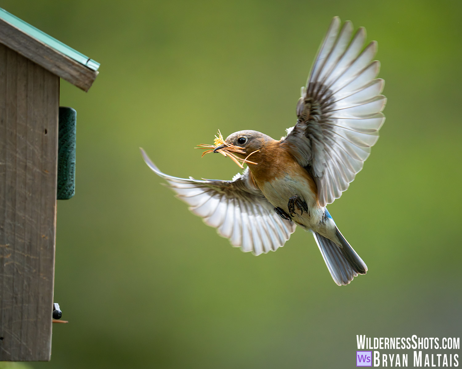 Eastern Bluebird female Building Nest material in beak Missouri Photo Print