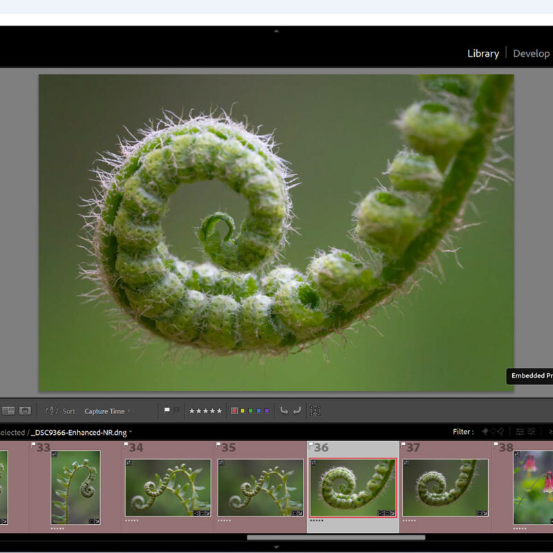 How to cull images in Lightroom