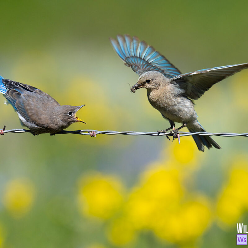 Mountain Bluebirds feeding chicks crested butter colorado