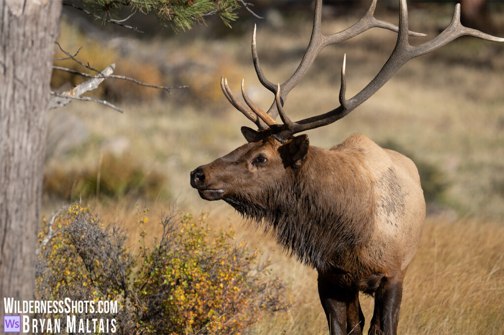 Bull Elk Tree RMNP Rut Wildlife Photo