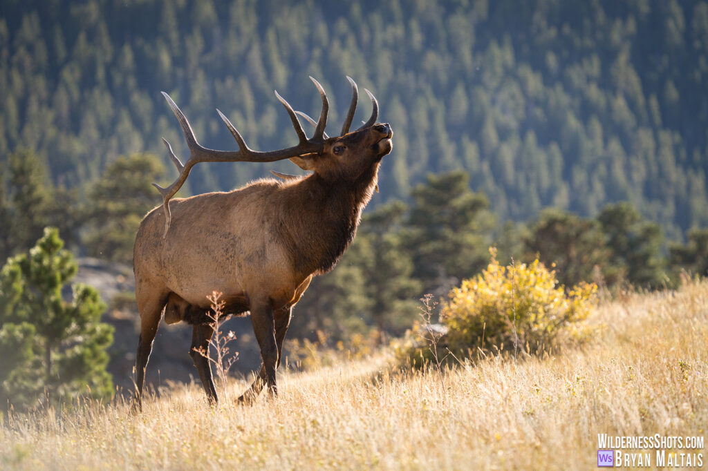 Bull Elk in sun RMNP rut