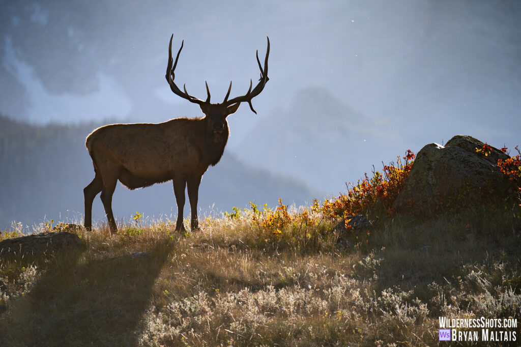 bull elk profile rut 2024