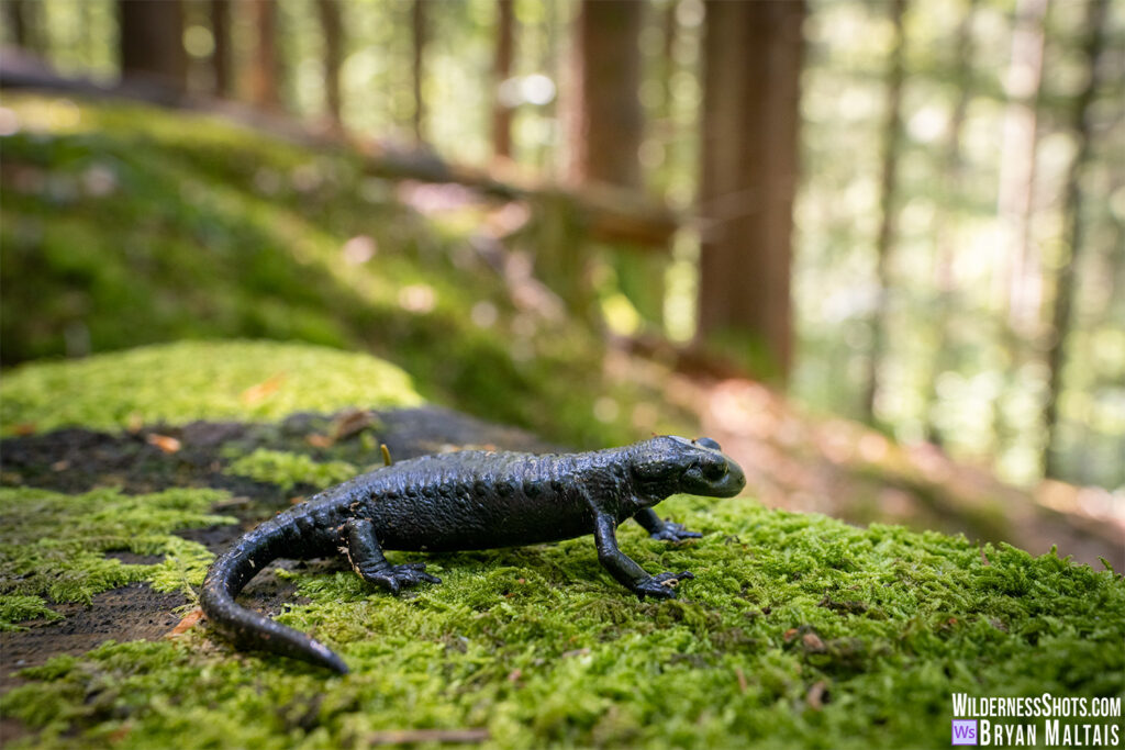 Alpensalamander Baden-Wurttemberg