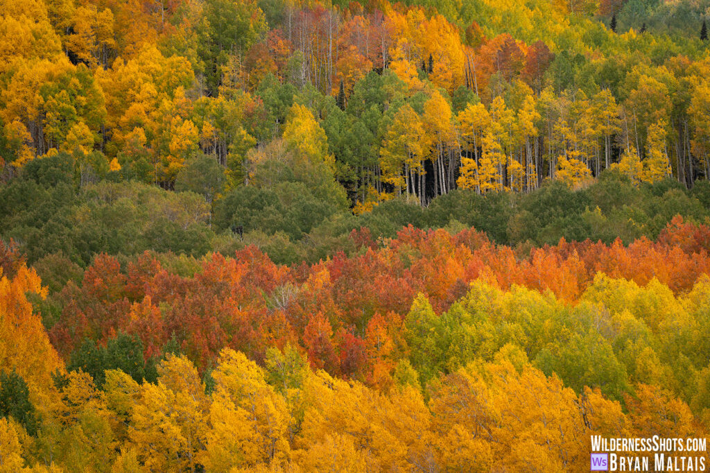 Kebler Pass Aspen Rainbow